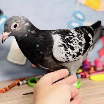 Peachy -  Pigeon Bird for Adoption in Chicago, Illinois - Peachy | PetCurious