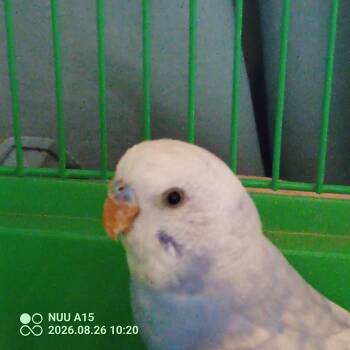 Twinkles -  Budgie Budgerigar Bird for Adoption in Modesto, California - Twinkles | PetCurious