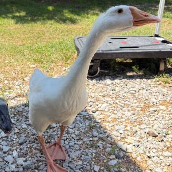 Goose Birds Available for Adoption in Pauls Valley, Oklahoma - Avocado | PetCurious