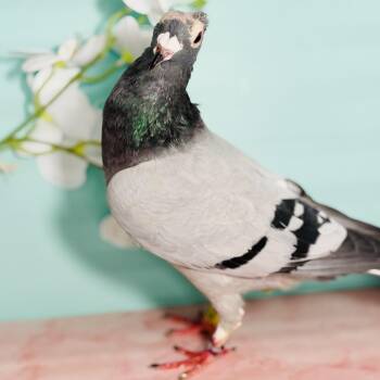 Pigeon Birds Available for Adoption in Chicago, Illinois - Camilla (local Midwest Adoption Only) | PetCurious