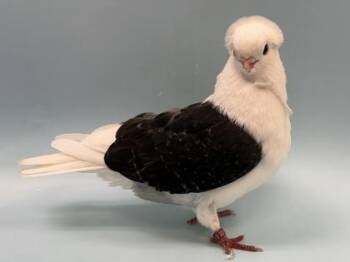 Queen Elizabeth 1 -  Pigeon Bird for Adoption in Woodbury, Minnesota - Queen Elizabeth 1 | PetCurious