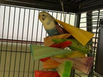 DRE -  Budgie Budgerigar Bird for Adoption in Colorado Springs, Colorado - DRE | PetCurious