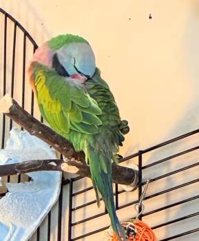 Moose -  Parakeet Bird for Adoption in Ballwin, Missouri - Moose | PetCurious