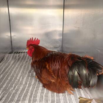 Richard -  Chicken Bird for Adoption in Philadelphia, Pennsylvania - Richard | PetCurious