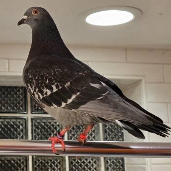 Pip & Squeak (married couple) -  Pigeon Bird for Adoption in Chicago, Illinois - Pip & Squeak (married Couple) | PetCurious