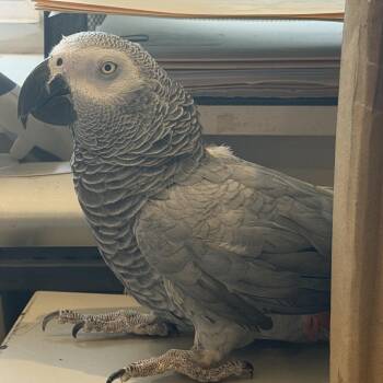 Echo -  African Grey Bird for Adoption in Quakertown, Pennsylvania - Echo | PetCurious