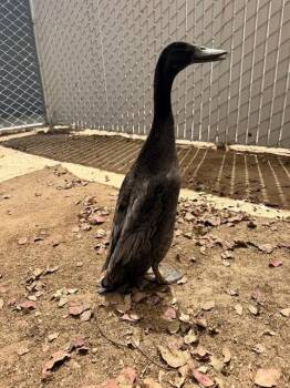 PEEP -  Duck Bird for Adoption in Ontario, California - PEEP | PetCurious