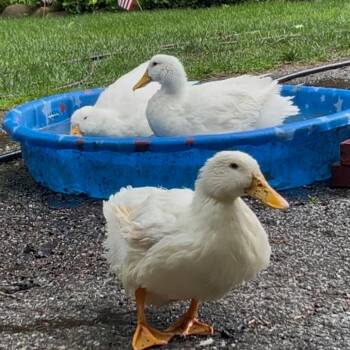 Daffy -  Duck Bird for Adoption - Daffy | PetCurious