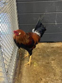 ROO -  Chicken Bird for Adoption in Loveland, Colorado - ROO | PetCurious