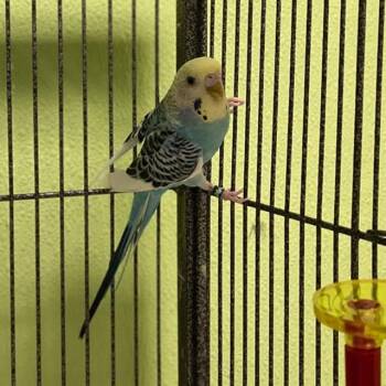 ALICE -  Parakeet Bird for Adoption in Aurora, Colorado - ALICE | PetCurious