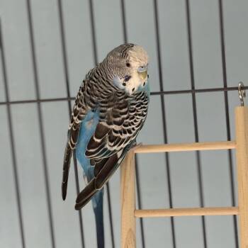 Butters -  Parakeet Bird for Adoption in Patchogue, New York - Butters | PetCurious