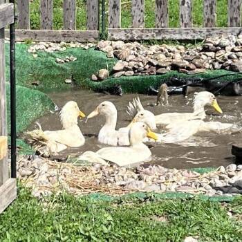 Duck Birds Available for Adoption in Quakertown, Pennsylvania - Pekin 1 | PetCurious