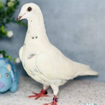 Frula -  Pigeon Bird for Adoption in Chicago, Illinois - Frula | PetCurious