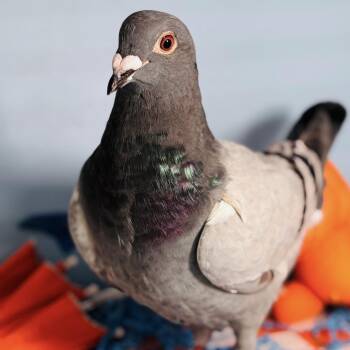 Periwinkle -  Pigeon Bird for Adoption in Chicago, Illinois - Periwinkle | PetCurious