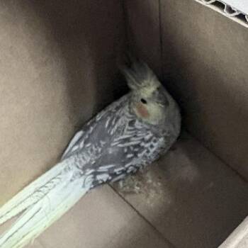 MacK -  Cockatiel Bird for Adoption in Des Moines, Iowa - MacK | PetCurious
