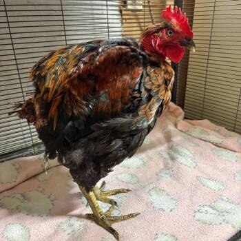 Chicken Birds Available for Adoption in Nampa, Idaho - Handsome Hank | PetCurious
