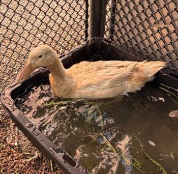 Captain -  Duck Bird for Adoption in Golden, Colorado - Captain | PetCurious