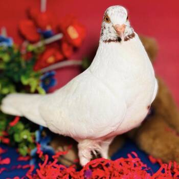 Gossamer -  Pigeon Bird for Adoption in Chicago, Illinois - Gossamer | PetCurious