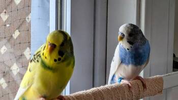Ping and Jhango -  Parakeet Bird Available for Adoption in Bloomington, Indiana - Ping And Jhango | PetCurious
