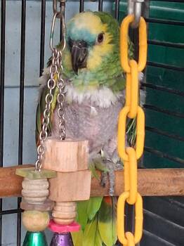 Annie -  Amazon Bird for Adoption in Delhi, New York - Annie | PetCurious