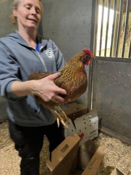 NATALIE* -  Chicken Bird for Adoption in Santa Cruz, California - NATALIE* | PetCurious