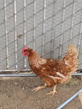 Chicken Birds Available for Adoption in Ontario, California - A008392 | PetCurious