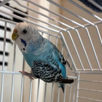 Flax -  Parakeet Bird for Adoption in West Des Moines, Iowa - Flax | PetCurious