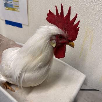 IVHS-139412 -  Chicken Bird for Adoption in San Gabriel, California - IVHS-139412 | PetCurious