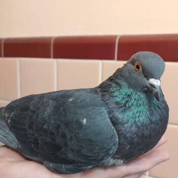 Pigeon Birds Available for Adoption in Chicago, Illinois - Toasty | PetCurious
