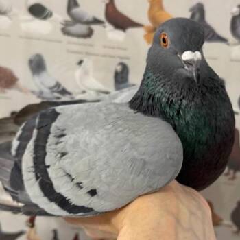 Perilla -  Pigeon Bird Available for Adoption in Chicago, Illinois - Perilla | PetCurious