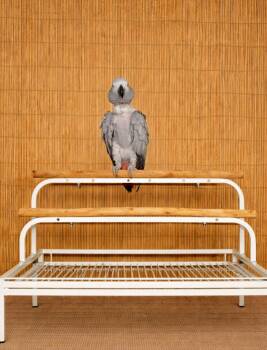 Tiki Baby-28 YO African Grey Prefers Women -  African Grey Bird for Adoption in Vancouver, Washington - Tiki Baby-28 YO African Grey Prefers Women | PetCurious