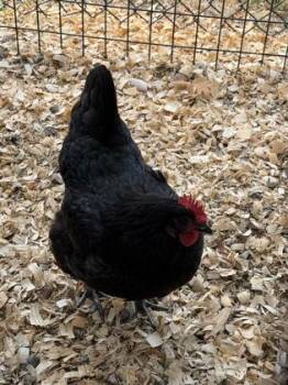 Rutt- ADOPTED -  Chicken Bird for Adoption in Chamblee, Georgia - Rutt- ADOPTED | PetCurious