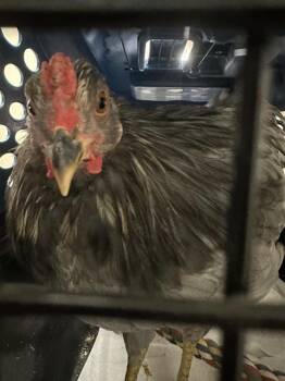 ROOBABY -  Chicken Bird for Adoption in Las Vegas, Nevada - ROOBABY | PetCurious