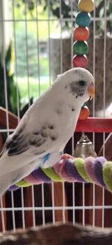Clementine -  Budgie Budgerigar Bird for Adoption in Skyline, Minnesota - Clementine | PetCurious
