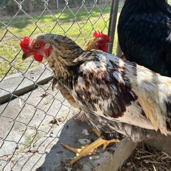 Darlene -  Chicken Bird for Adoption in Newport, North Carolina - Darlene | PetCurious