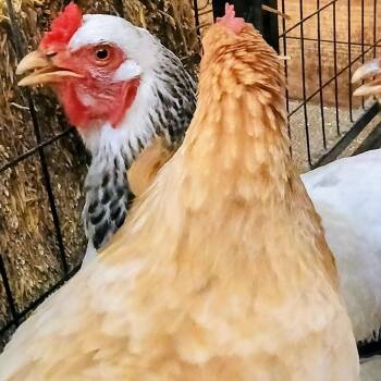 Buffy -  Chicken Bird for Adoption in Fairport, New York - Buffy | PetCurious