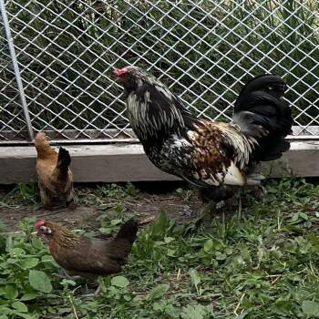 Jessica -  Chicken Bird for Adoption in Quakertown, Pennsylvania - Jessica | PetCurious