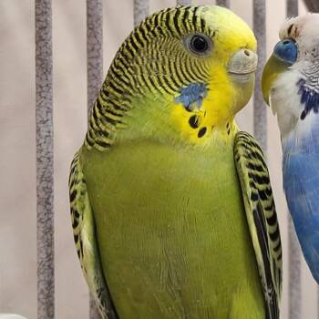 Parakeet Birds Available for Adoption in Kanab, Utah - Quinoa | PetCurious