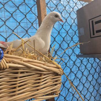 Snow White and Bashful -  Pigeon and Dove Bird for Adoption in New Westminster, British Columbia - Snow White And Bashful | PetCurious