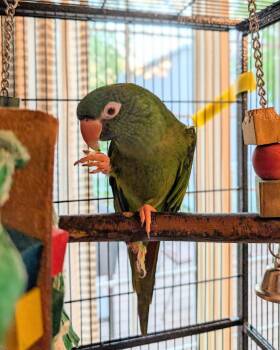 Conure Birds Available for Adoption in Ballwin, Missouri - Louey | PetCurious