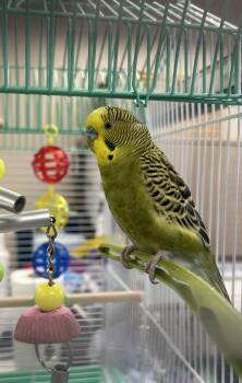 Kiwi -  Parakeet Bird for Adoption in Bolton, Ontario - Kiwi | PetCurious