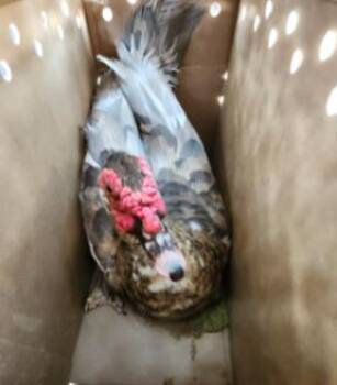 1-12 -  Duck Bird for Adoption in San Antonio, Texas - 1-12 | PetCurious