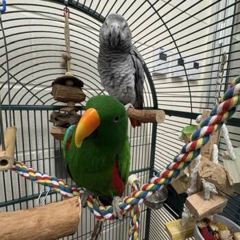 Parrot Birds Available for Adoption in Boston, Massachusetts - SHAMROCK | PetCurious