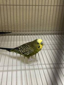 Budgie Budgerigar Birds Available for Adoption in Fairfax, Virginia - Basilisk | PetCurious