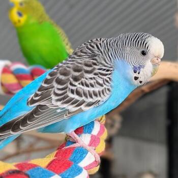 Parakeet Birds Available for Adoption in Kanab, Utah - Adele | PetCurious