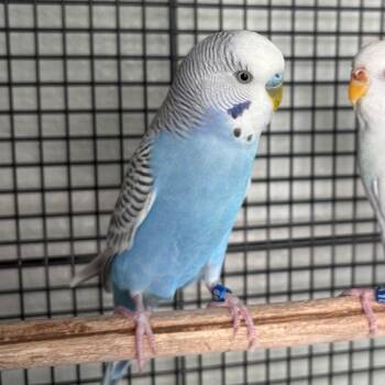 Blue -  Parakeet Bird for Adoption in West Des Moines, Iowa - Blue | PetCurious