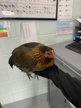 Chicken Birds Available for Adoption in Corpus Christi, Texas - COLETTE | PetCurious