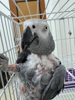 African Grey Birds Available for Adoption - Ellie | PetCurious