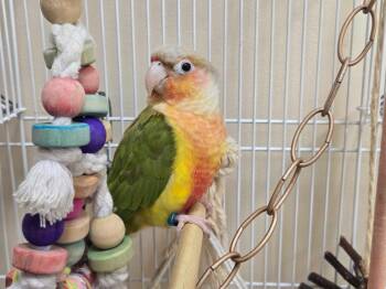 Maui -  Conure Bird for Adoption in Flatwoods, Kentucky - Maui | PetCurious