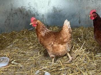 Chicken Birds Available for Adoption in Colorado Springs, Colorado - DUCK 2 | PetCurious
